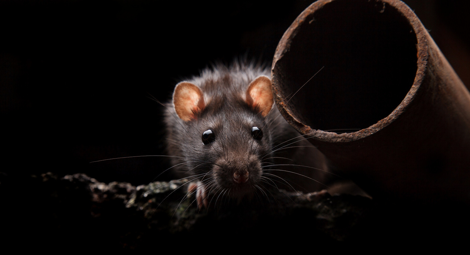 Rat in the dark illustrating ARD pest control in Hereford