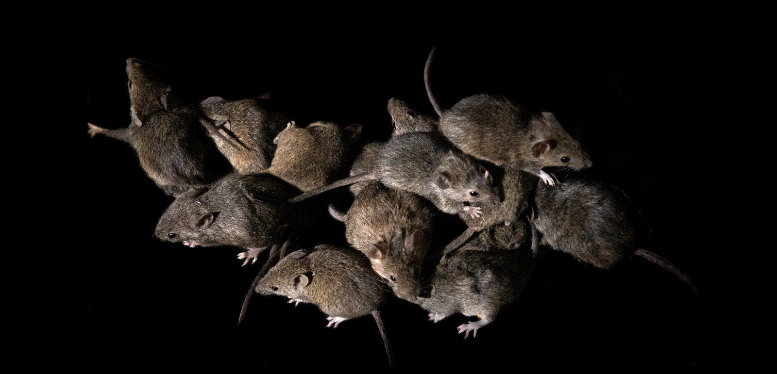Mice infestation illustrating commercial pest control for farms in the Agricultural sector