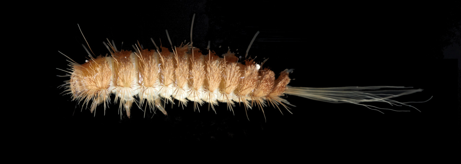 Carpet beetle larvae, the Woolly Bear