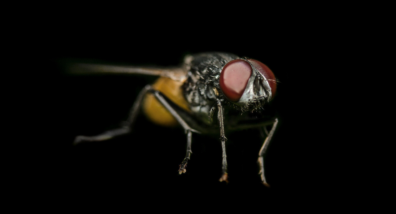 Close-up of a Clusterfly pest in Monmouthshire
