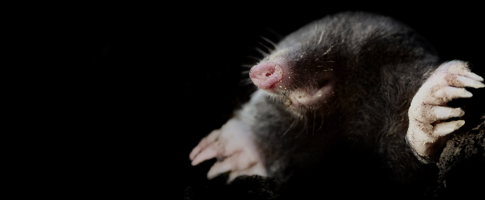 Mole