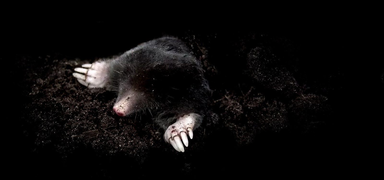 Mole pest digging a molehill, Monmouthshire