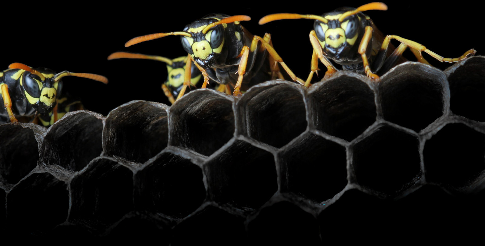 Wasp nest with wasps - wasp nest safe removal by ARD PEST