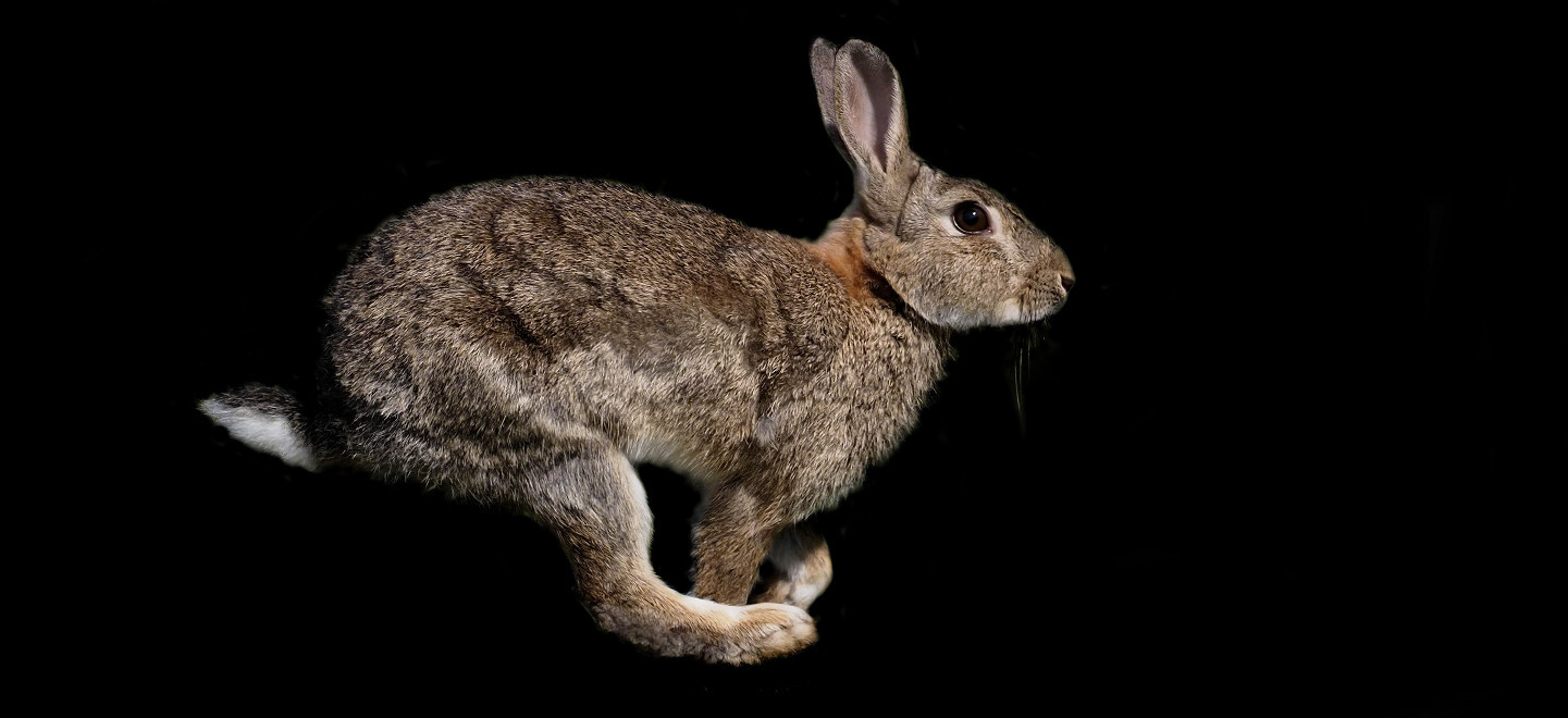 European wild rabbit pest in Monmouthshire