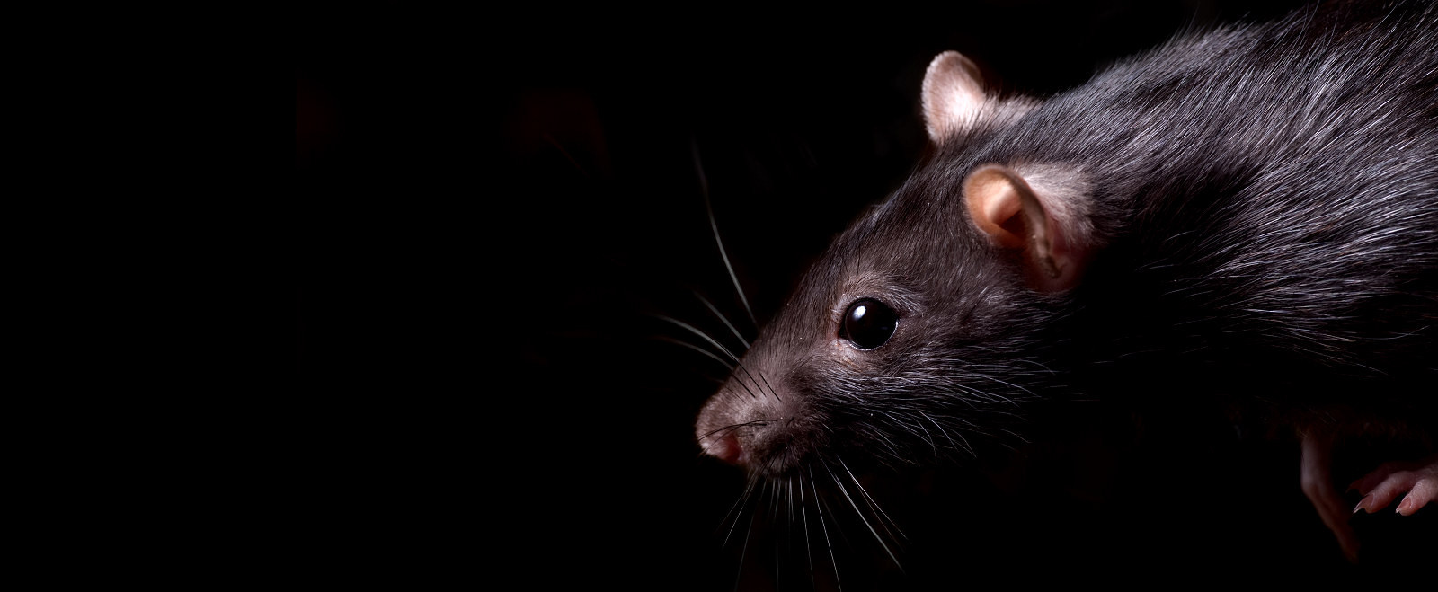 Brown Rat pest near Monmouth, Gloucestershire