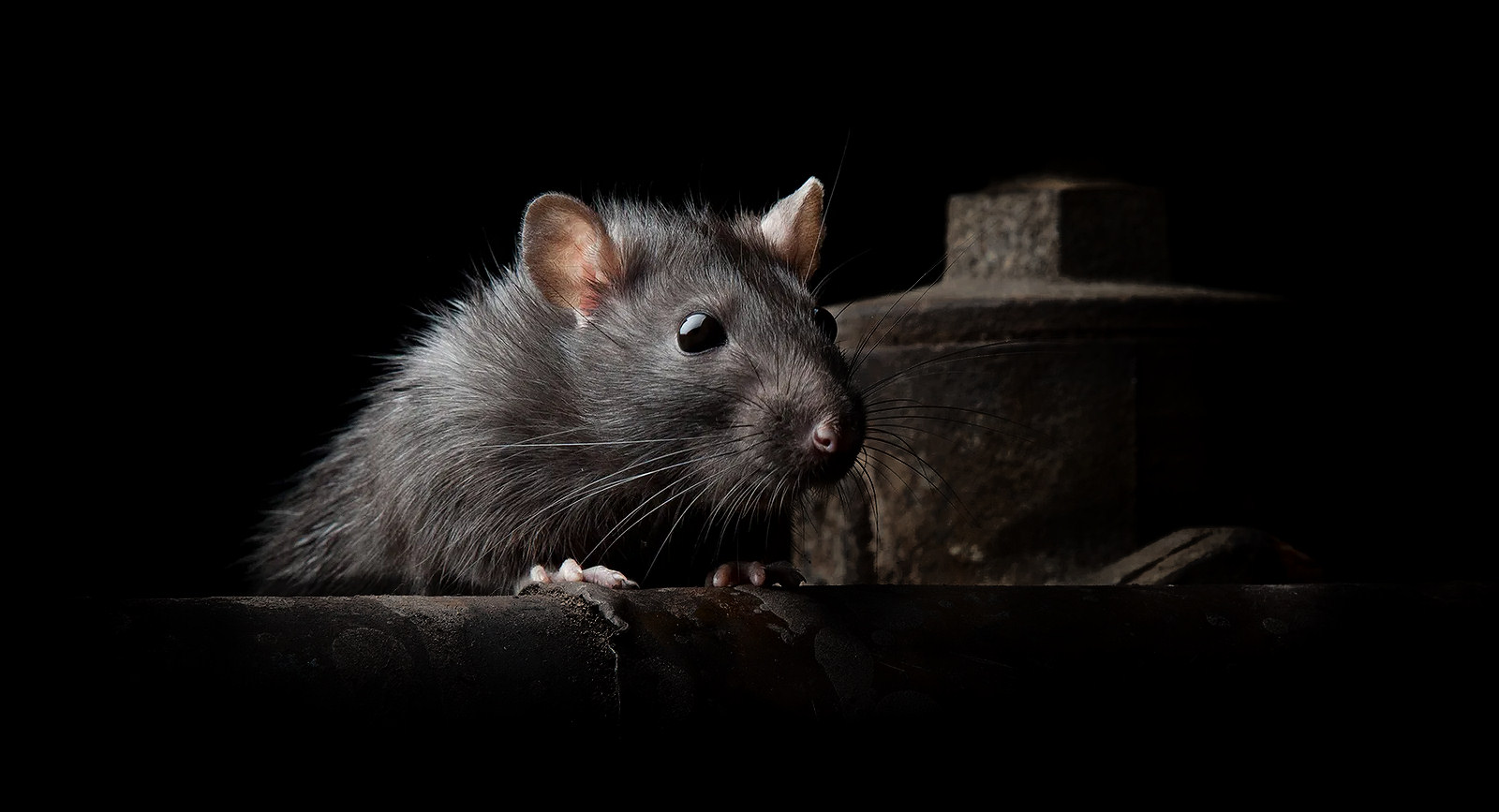 Brown rat pest in the dark near Cheltenham
