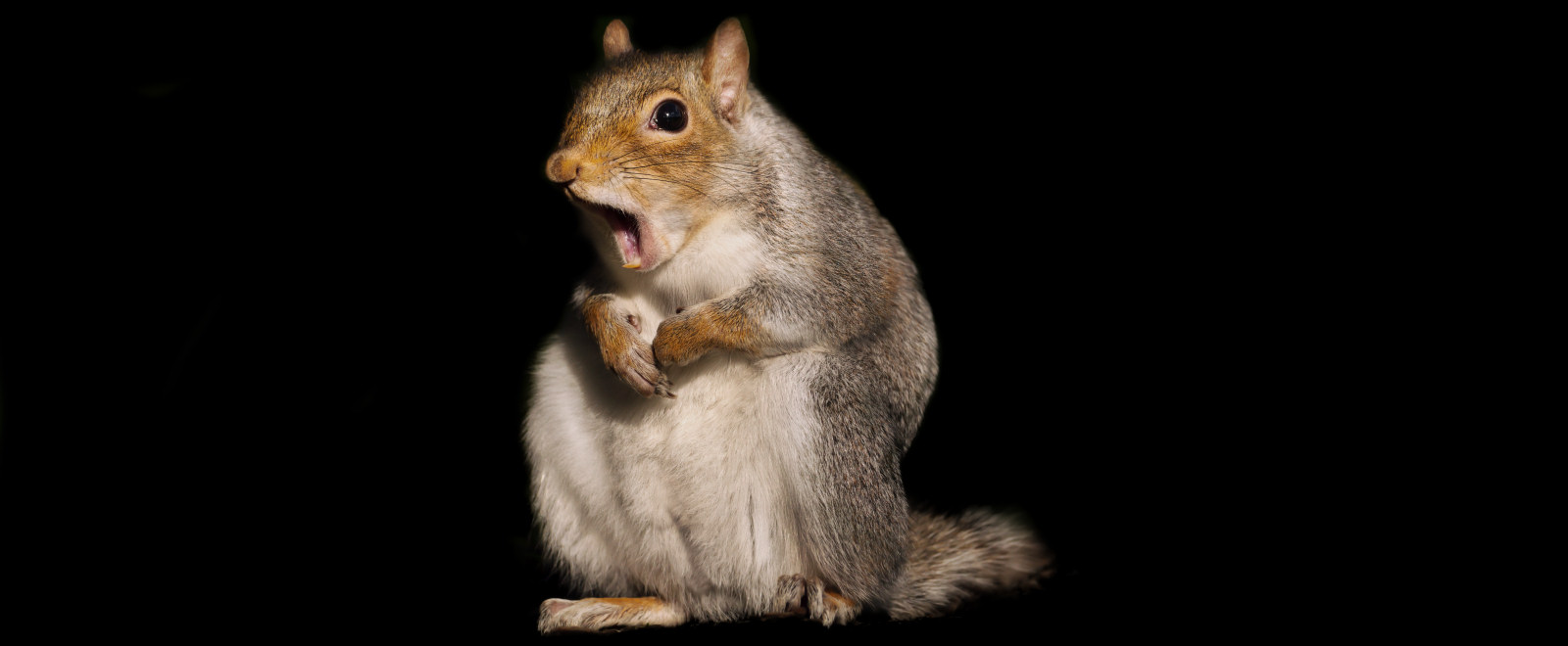 Grey squirrel pest in Gloucester