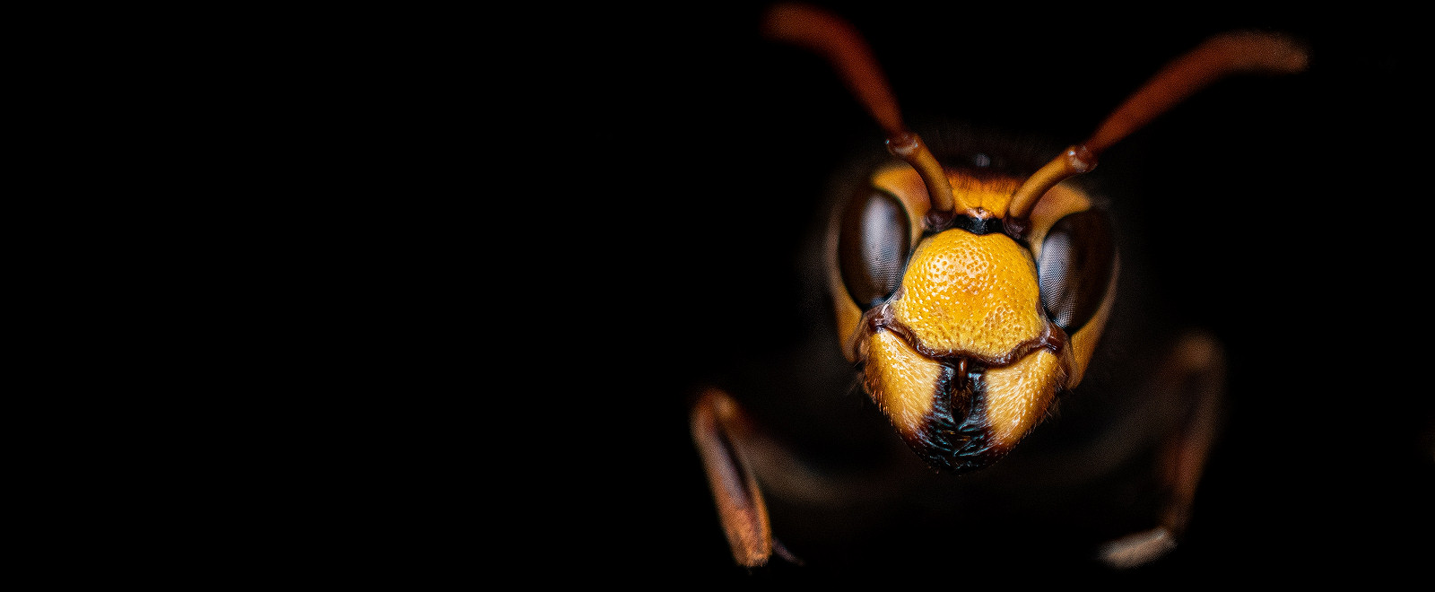Close up of wasp pest in Monmouth, Monmouthshire