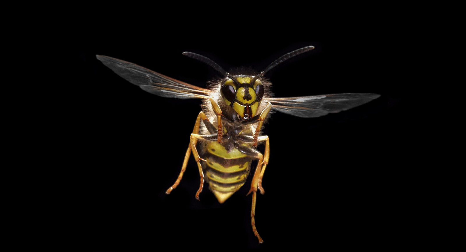 Flying wasp illustrating NE PEST wasp control
